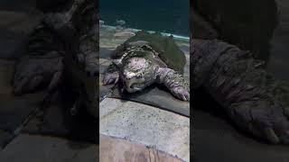 Feeding little turtle to Big Alligator Snapping Turtle