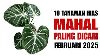 10 Tanamam Hias Mahal Paling Dicari di bulan Februari 2025