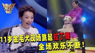 11岁金毛犬跳拉丁俘获全场 一个空中动作让董卿尖叫！| 挑战不可能 Impossible Challenge