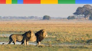 [Nat Geo Wild] The Okavango Delta - Lions King Of River - Nature Documentary Animals