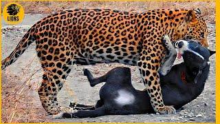 15 Moments Dogs Fight Fiercely With Leopards | Animals Fights