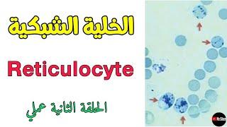 حلقة عملي تقدير نسبة الخلايا الشبكية Reticulocyte count 🩸