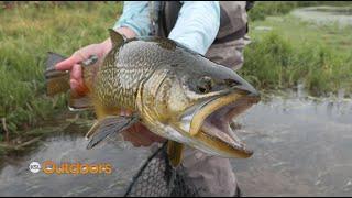 Fly Fishing for Big Tiger Trout with Mouse Patterns at Night