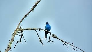 The Indigo Bunting; A Member Of The Cardinal Family