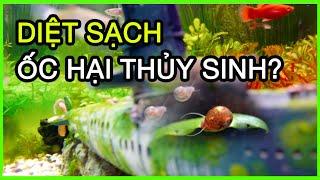 Tại Sao Bể Cá Có Ốc - Cách Diệt Sạch Ốc Hại Trong Hồ Cá Thủy Sinh cực đơn giản