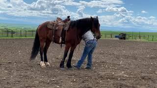 Lot 42 LEBRON offered by V C Livestock & Training @ Best of Texas Premier Horse Sale