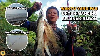 BELANAK BABON PADA NGUMPUL || waktu yang bagus untuk mancing ikan belanak babon