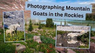 My BEST Mountain Goat photography yet! Wildlife photography in the Rocky Mountains.