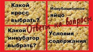 ВЫБОР КРОССА / НАПОЛЬНОЕ СОДЕРЖАНИЕ БРОЙЛЕРА /МИОПАТИЯ / НЕКРОЗ ТКАНЕЙ / ЗЕЛЕНОЕ МЯСО У БРОЙЛЕРА