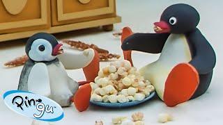 Pingu at Home  | Pingu - Official Channel | Cartoons For Kids
