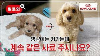 강아지 성장기간 및 연령별 사료 선택 꿀팁! | 수의사 상담소