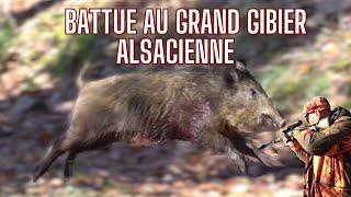 Battue au grand gibier Alsacienne(sanglier, cervidés)/Wild boar Hunting/Wildschwein Druckjagt