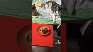 Кузьмич весь на нервах | Приколы от Утки | Тик Ток #Shorts