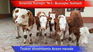 Smental Buzoqlar sotiladi  talik Xunojinlar +99899 110 99 11