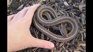 Catching a Garter Snake!!!