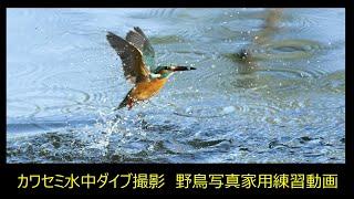 カワセミ撮影　野鳥写真家のための水中ダイブ撮影練習用動画　第2弾