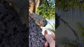 Squirrel Baby Naux drops in #animals #friends #breakfast #feed #cute #bangla #reels #live #bgmi #fyp