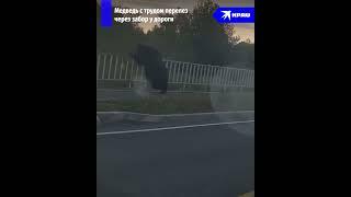 Неуклюжий медведь перелез через забор