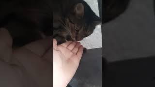 Кот Тимофей готовится ко сну