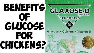 Glucose for Chickens in Summer | Aseel Chicks Care Tips