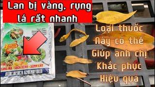 Lan bị vàng, rụng lá | chia sẻ thuốc trị cho lan bị vàng lá, rụng lá hiệu quả | hoa lan Trần Khương