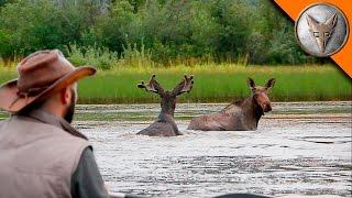 Wild Moose Encounter!