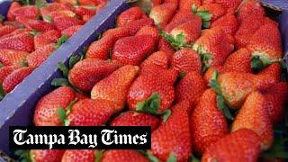 Florida Strawberry Festival guide: what to do, see and eat at the 2024 fair