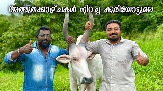 അത്ഭുത കാഴ്ചകൾ ഒരുക്കി കുരിയോട്ട്മല ഫാം | kuriyottumala farm | Taste of Malayalees #farmtourism