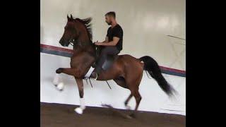 2017 Bay Gelding FABULHEIR DGL (Afires Heir x Felicia Afire by IXL Noble Express)