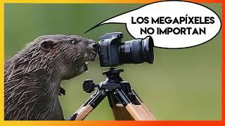 Cosas que no sabías de fotografía y los animales sí 