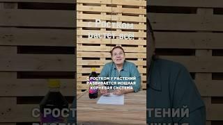 Мощная корневая система растений
