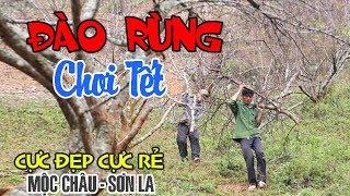 LÊN MỘC CHÂU SƠN LA MUA ĐÀO RỪNG CHƠI TẾT SIÊU RẺ SIÊU ĐẸP | CHECK IN