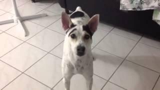 My female dog barking an moving tail