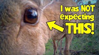 You Won't Believe What I Caught on my Wildlife Trail Cams! Ep. 281.