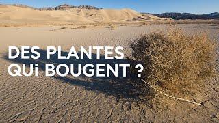 Migrations végétales : à la découverte de la circulation des plantes