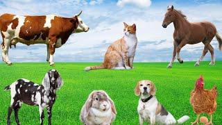 Farm Animal Moments - Dog, Cow, Chicken, Horse, Goat, Rabbit - Animal Sounds