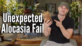 I tried the viral Alocasia Hack & it failed ...