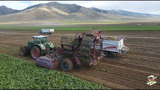 Idaho Sugar Beet Harvest 2023 near Declo