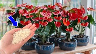 Try This With Your Anthurium To Keep It Lush And Long Lasting!