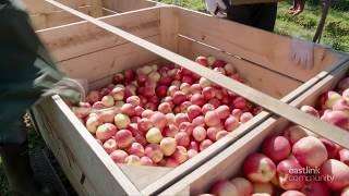 Lutz Family Farm (apples) on Maritime Made - Eastlink Community TV