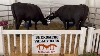 Shekomeko Valley Oxen at 2021 Dutchess County Fair