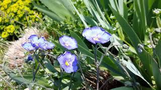 銳眼看世界－－Linum perenne藍花亞麻