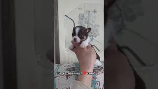 вся информация на нашем сайте chihua.by