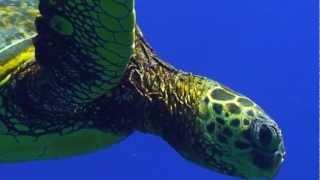 Sea Turtle Migration Video