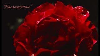 "Наслаждение". Зина Парижева.