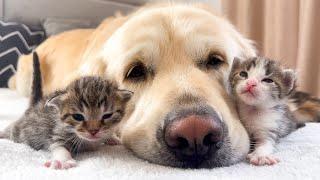 How the Golden Retriever and New Tiny Kittens Became Best Friends [Cutest Compilation]