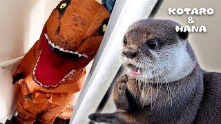 Otters Pranked by T-Rex Dinosaur!