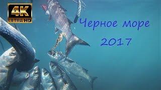 Подводная охота с Арбалетом  Черное море видео сезон 2017