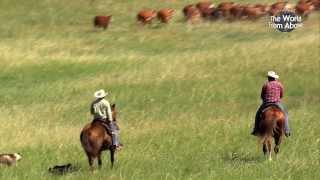 Cowboys of Nebraska - Cattle Drive at Bowring Ranch from Above (HD)