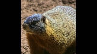 [WILDLIFE FACTS] Yellow-bellied marmots are known for their hibernation behavior